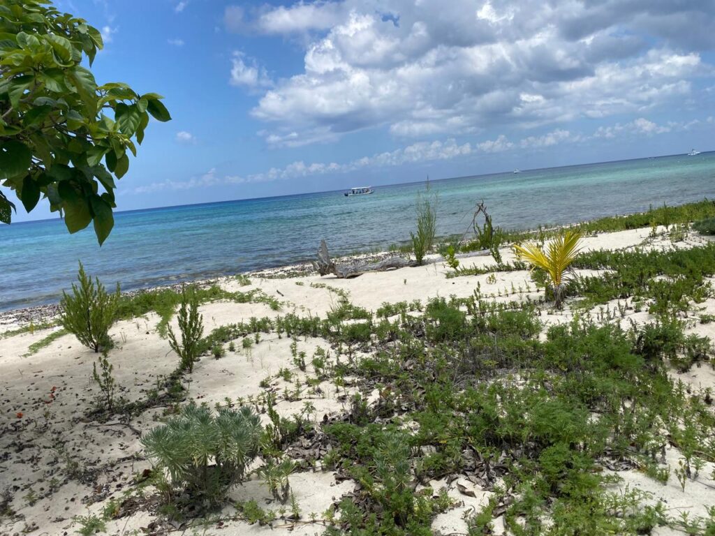 Lote 4 de playa Palancar.